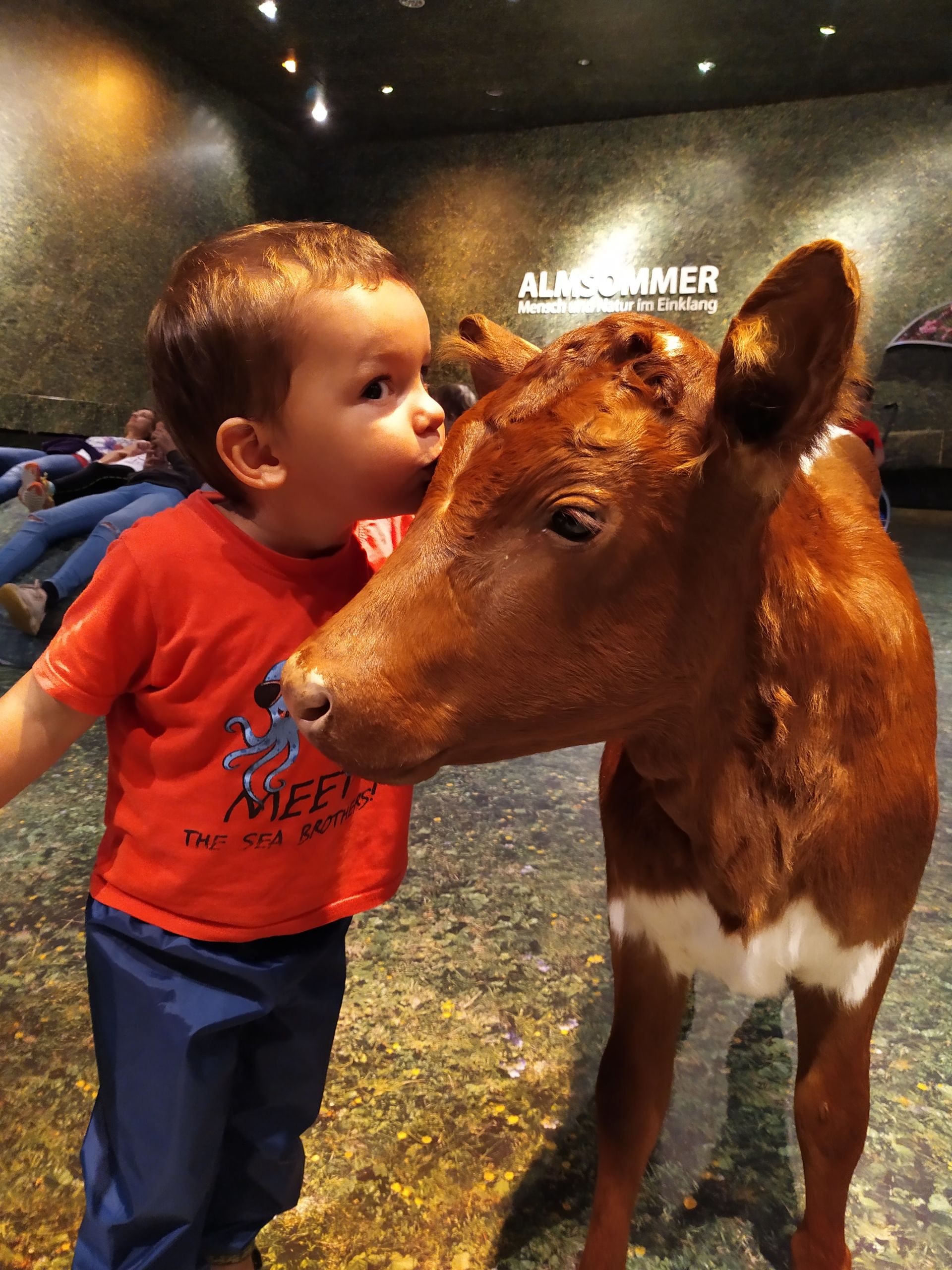 Bimbo bacia un vitellino in una fattoria locale